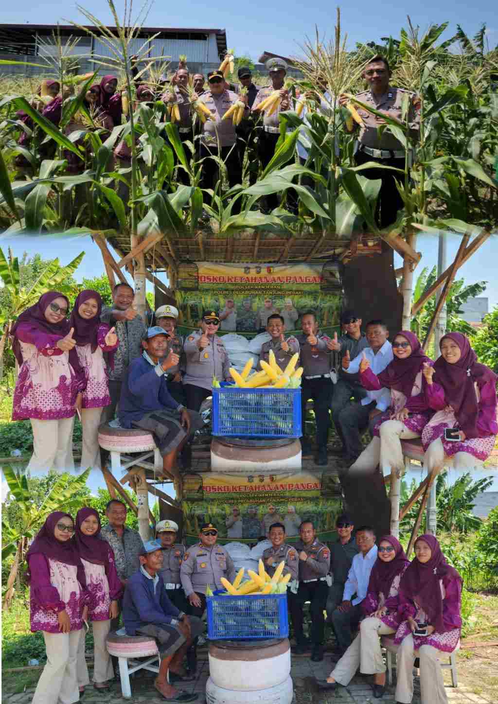 Dukung Program Asta Cita, Polsek Kenjeran Panen Raya 1,8 Ton Jagung Manis di Tambak Wedi